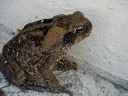 Toad